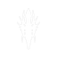 Arcana